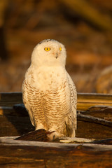 Canada, British Columbia, Snowy Owl Waiting for Prey