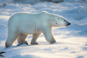 Obraz na płótnie Canvas Polar Bear (Ursus maritimus) in snow, Churchill Wildlife Management Area, Churchill, Manitoba, Canada.