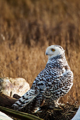 Canada, British Columbia, Snowy Owl Waiting to Hunt