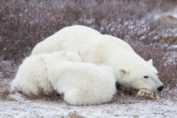 Obraz na płótnie Canvas Polar Bears (Ursus maritimus) female with 2 cubs sleeping, Churchill, Manitoba, Canada