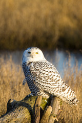 Canada, British Columbia, Snowy Owl Waiting to Hunt