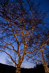 Christmas Lighting, Butchart Gardens, Victoria, British Columbia, Canada 