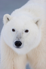 Obraz na płótnie Canvas Polar Bear (Ursus maritimus) Churchill, Manitoba, Canada.