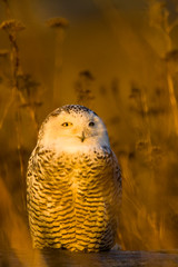 Canada, British Columbia, Snowy Owl Waiting for Prey