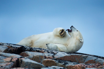 Canada, Nunavut Territory, Repulse Bay, Adult Male Polar Bear (Ursus maritimus) yawns while resting on rocky outcrop atop Harbour Islands along Hudson Bay