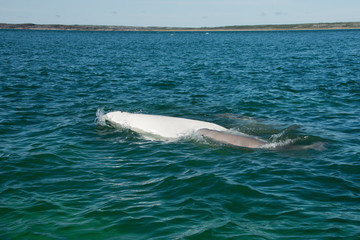 Fototapeta na wymiar Canada, Manitoba, Churchill. Churchill River Estuary, Adult mature beluga white whale with darker gray baby whale (Delphinapterus leucas)..