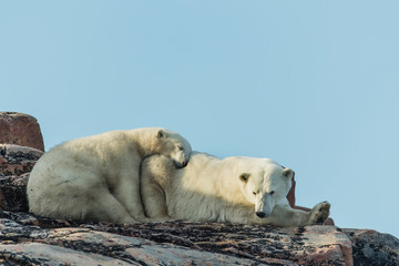 Canada, Nunavut Territory, Repulse Bay, Polar Bear and cub (Ursus maritimus) resting along rocky shoreline of Harbour Islands in Hudson Bay