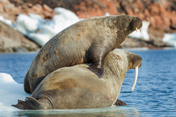 Canada, Nunavut Territory, Repulse Bay, Walrus (Odobenus rosmarus) and calf on small iceberg in Frozen Strait near White Island along Hudson Bay © Paul Souders/Danita Delimont