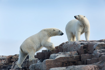 Fototapeta na wymiar Canada, Nunavut Territory, Repulse Bay, Polar Bears (Ursus maritimus) walking across stony ridge on Harbour Islands along Hudson Bay