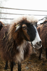 Fototapeta premium Lower Austria, Austria - Closeup of furry goat.