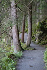 idyllischer Wald beim Piburger See