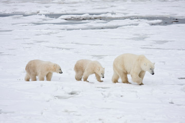 Obraz na płótnie Canvas Polar Bears (Ursus maritimus) female and two cubs, Churchill Wildlife Management Area, Manitoba, Canada.