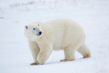 Naklejka na ściany i meble Polar Bear (Ursus maritimus) in Churchill Wildlife Management Area, Churchill, Manitoba, Canada