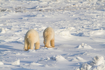Polar Bears (Ursus maritimus) walking near Hudson Bay Churchill Wildlife Management Area, Churchill, Manitoba, Canada.