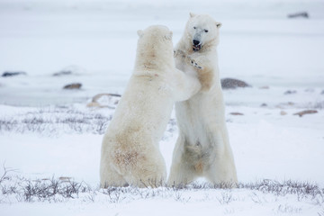 Polar Bears (Ursus maritimus) sparring in Churchill Wildlife Management Area, Churchill, Manitoba, Canada