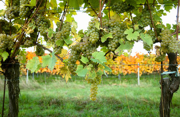 Fototapeta na wymiar Gsing am Wagram, Lower Austria, Austria - Vineyard with trees and grapes.