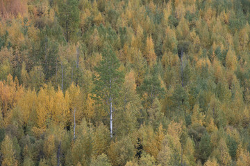 Boreal forest in autumn, Yukon, Canada