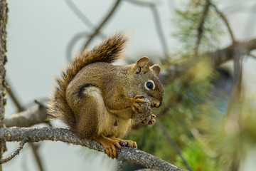 Canada, Yukon Territory, Whitehorse, Yukon red squirrel (Tamiasciurus hudsonicus) and pine cone.