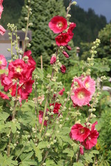 Fototapeta na wymiar Stockrosenmalve in einem Garten, Alcea rosea