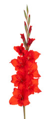gladiolus flower isolated - obrazy, fototapety, plakaty