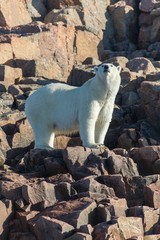 Fototapeta na wymiar Canada, Nunavut Territory, Repulse Bay, Polar Bear (Ursus maritimus) standing on rocky mountain slope on Harbour Islands along Hudson Bay