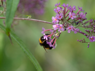 The bumblebee on a flower in sunlight