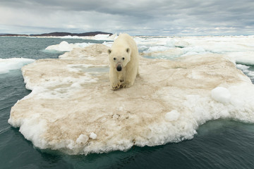 Canada, Nunavut Territory, Young Polar Bear (Ursus maritimus) standing at edge of ice pack in...