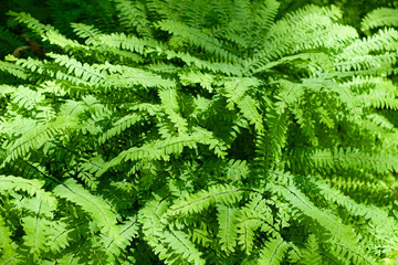 Canada, Quebec, Montreal. Botanical Garden, fern