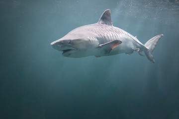 Naklejka premium tiburon nadando en agua azul con luz que lo ilumina
