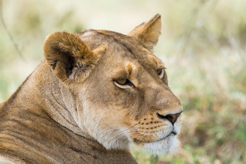 Fototapeta na wymiar Close-up of a lioness relaxing in the shade, Serengeti National Park, Tanzania, Africa.