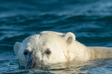 Canada, Nunavut Territory, Repulse Bay, Polar Bear (Ursus maritimus) swimming in Hudson Bay on summer morning