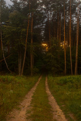 path in the woods