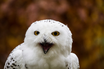 Fototapeta premium Czech Republic, Liberec, Sychrov. Snowy Owl (Bubo scandiacus, Nyctea scandiaca). Castle of Sychrov, Castle Park.