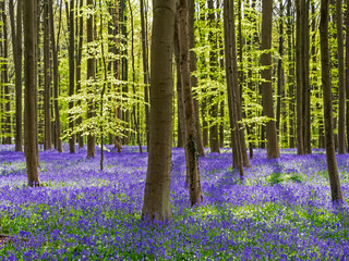 Fototapeta na wymiar Spring in the Blue Forest