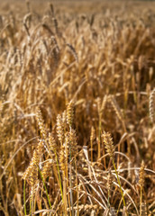 Field of ripening wheat, selective focus