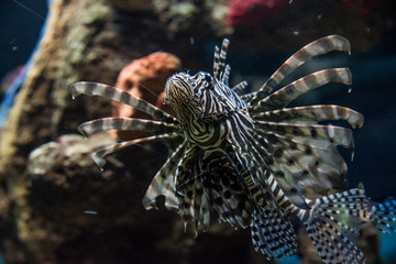 acuario colorido con peces de colores y luces luminosas, aletas y ojos saltones que destacan en el agua