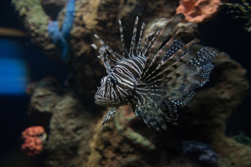 acuario colorido con peces de colores y luces luminosas, aletas y ojos saltones que destacan en el agua