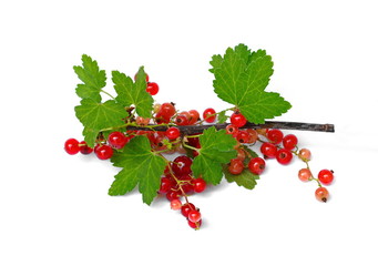 red currant isolated on white background