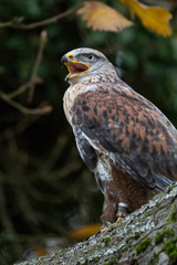 Czech Republic, Liberec, Sychrov. Captive Red-tailed hawk (Buteo jamaicensis). Castle of Sychrov, Czech Republic, Castle Park.