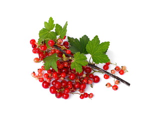 red currant isolated on white background