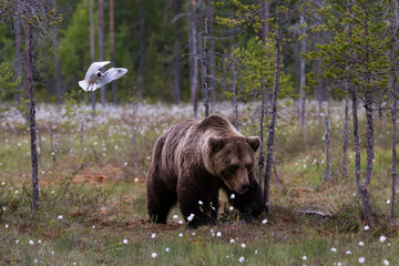 European brown bear, Ursus Arctos, Kuhmo, Finland.