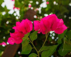  unusually beautiful pink and purple bougainvillea flowers
