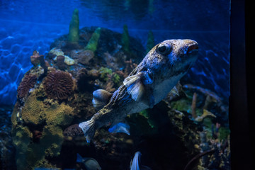 Naklejka na ściany i meble acuario colorido con peces de colores y luces luminosas, aletas y ojos saltones que destacan en el agua