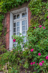 Fototapeta na wymiar Climbing rose, Caudebec en Caux, Normandy, France