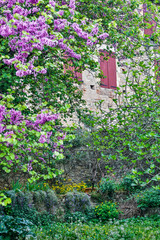 Fototapety  Francja, Cordes-sur-Ciel. Zabytkowy mur z okiennicami i ogrodem