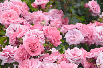 pink rose flowers in the garden