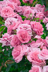 pink rose flowers in the garden
