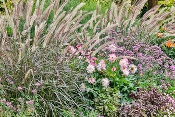 Grasses and Dahlias in bloom, Jardin des Plantes, Paris