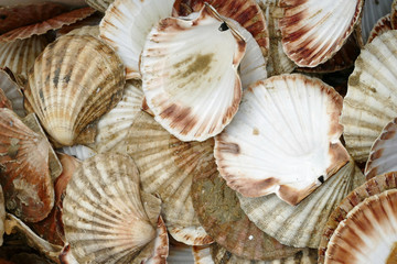 Pile of empty clam shells