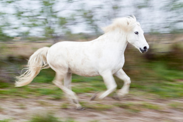 Naklejka na ściany i meble France, The Camargue, Saintes-Maries-de-la-Mer, Running Camargue horse with slow shutter speed.